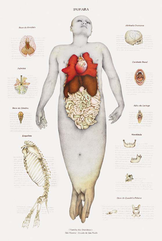 Illustration for article titled A Gorgeous Dissection of Mermaid Anatomy